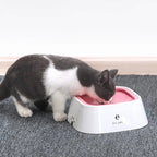 Pawlence™ FlowGuard Anti-Spill Water Bowl